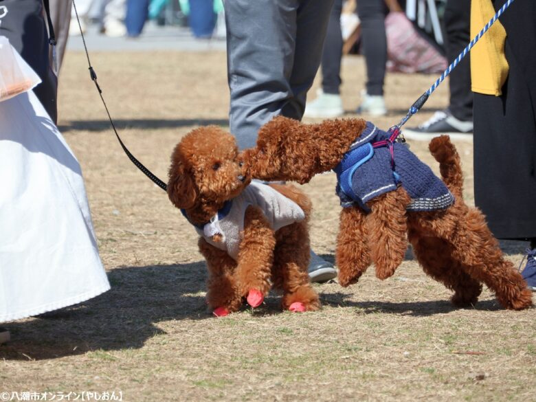 春の草加で愛犬と楽しむ2日間　「おいしいマルシェ×いぬのおまつり in 草加」レポート