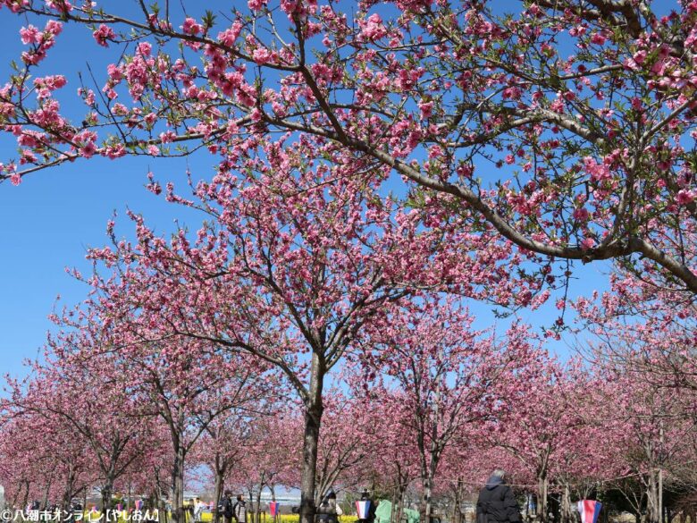 八潮の春を彩る「第20回 花桃まつり」開催 中川やしおフラワーパークに花桃と菜の花の絶景