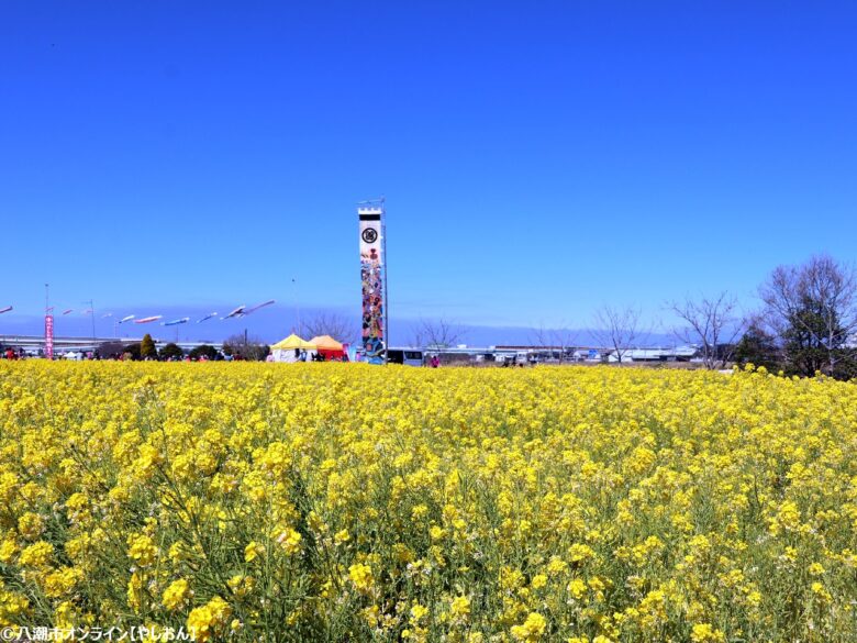 八潮の春を彩る「第20回 花桃まつり」開催 中川やしおフラワーパークに花桃と菜の花の絶景