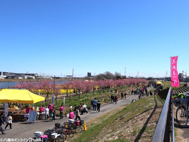 八潮の春を彩る「第20回 花桃まつり」開催　中川やしおフラワーパークに花桃と菜の花の絶景