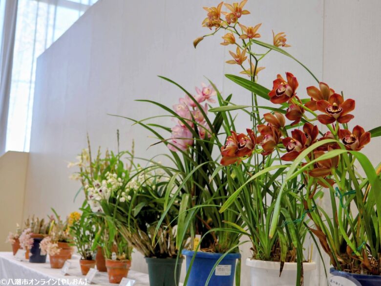 春の彩りが会場を包む「やしお春の洋らん展」開催 リニューアル前の楽習館で最後の展示