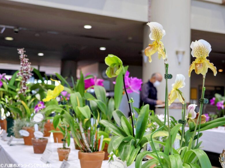 春の彩りが会場を包む「やしお春の洋らん展」開催　リニューアル前の楽習館で最後の展示
