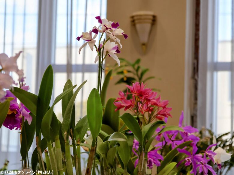 春の彩りが会場を包む「やしお春の洋らん展」開催　リニューアル前の楽習館で最後の展示