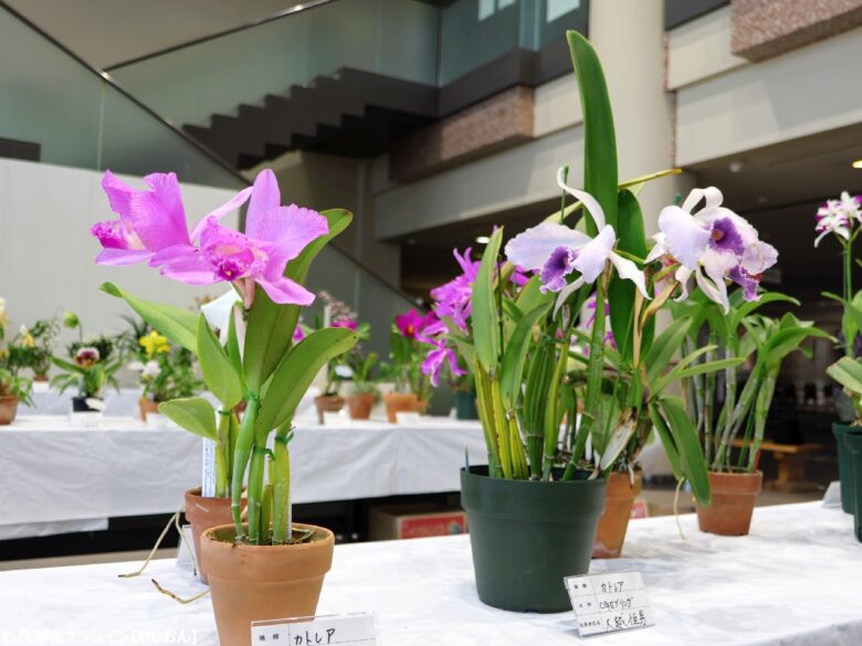 春の彩りが会場を包む「やしお春の洋らん展」開催　リニューアル前の楽習館で最後の展示