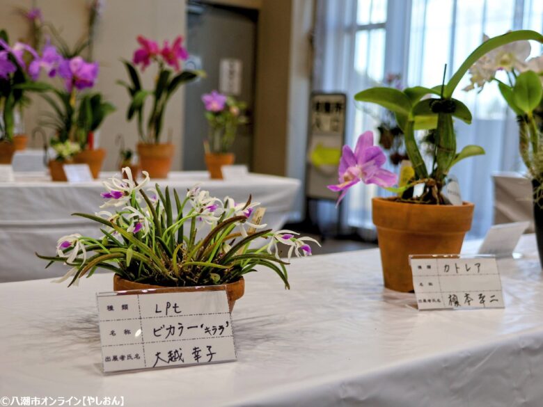 春の彩りが会場を包む「やしお春の洋らん展」開催　リニューアル前の楽習館で最後の展示