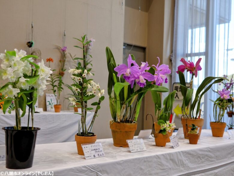 春の彩りが会場を包む「やしお春の洋らん展」開催 リニューアル前の楽習館で最後の展示