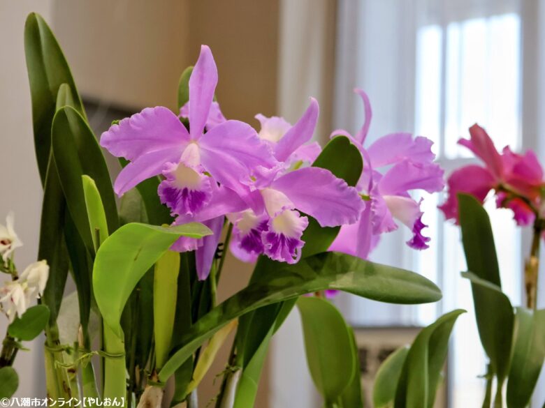 春の彩りが会場を包む「やしお春の洋らん展」開催　リニューアル前の楽習館で最後の展示