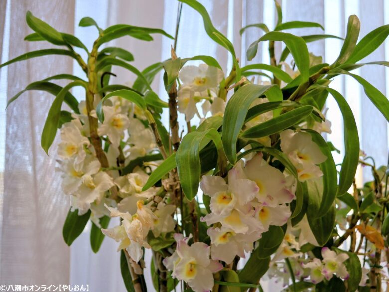 春の彩りが会場を包む「やしお春の洋らん展」開催　リニューアル前の楽習館で最後の展示