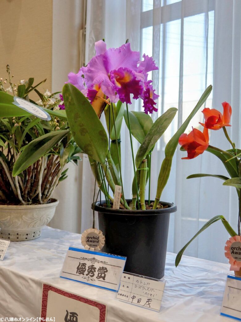 春の彩りが会場を包む「やしお春の洋らん展」開催　リニューアル前の楽習館で最後の展示