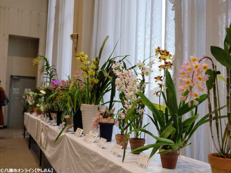 春の彩りが会場を包む「やしお春の洋らん展」開催 リニューアル前の楽習館で最後の展示