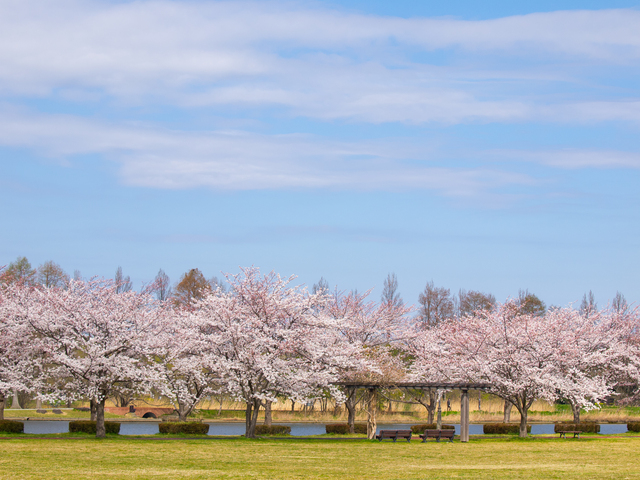 2026年 八潮周辺の桜開花予測 見ごろ時期とおすすめお花見スポットまとめ