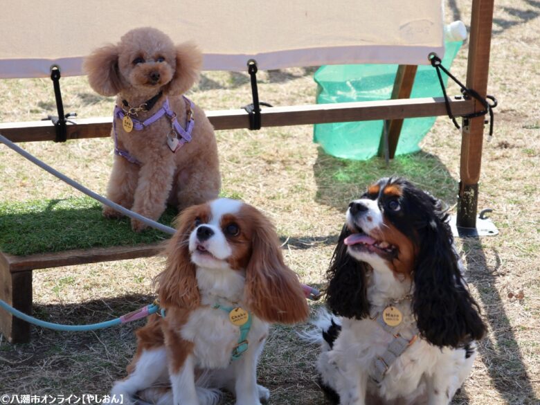 春の草加で愛犬と楽しむ2日間　「おいしいマルシェ×いぬのおまつり in 草加」レポート