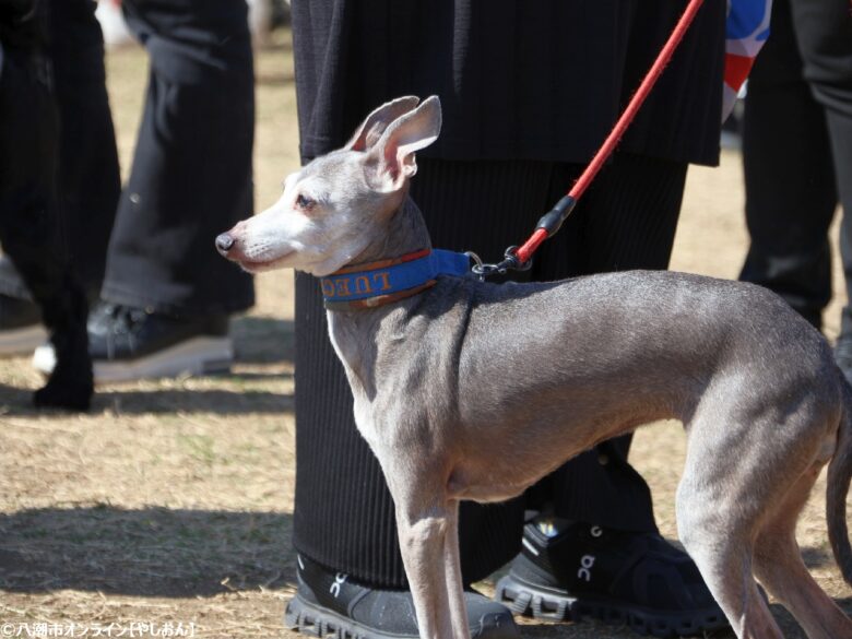 春の草加で愛犬と楽しむ2日間　「おいしいマルシェ×いぬのおまつり in 草加」レポート