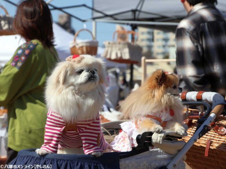 春の草加で愛犬と楽しむ2日間　「おいしいマルシェ×いぬのおまつり in 草加」レポート