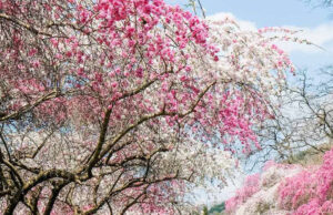 八潮市民限定で参加者募集　群馬県みどり市「花桃体験モニターツアー」開催へ