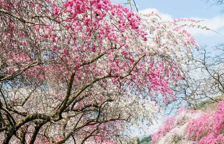 八潮市民限定で参加者募集　群馬県みどり市「花桃体験モニターツアー」開催へ