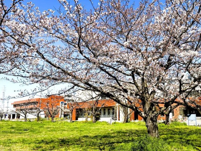 2026年 八潮周辺の桜開花予測 見ごろ時期とおすすめお花見スポットまとめ