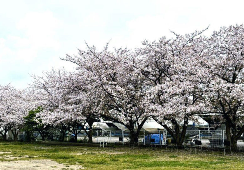 2026年 八潮周辺の桜開花予測 見ごろ時期とおすすめお花見スポットまとめ