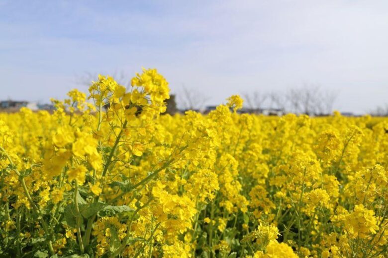 2年ぶりの「花桃まつり」へ準備着々　フラワーパークで地域合同の「夢拾い」清掃活動