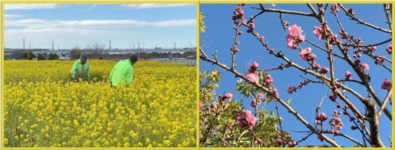 2年ぶりの「花桃まつり」へ準備着々　フラワーパークで地域合同の「夢拾い」清掃活動