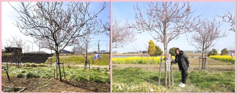 2年ぶりの「花桃まつり」へ準備着々　フラワーパークで地域合同の「夢拾い」清掃活動