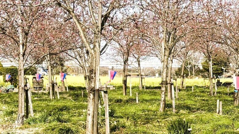 2年ぶりの「花桃まつり」へ準備着々　フラワーパークで地域合同の「夢拾い」清掃活動