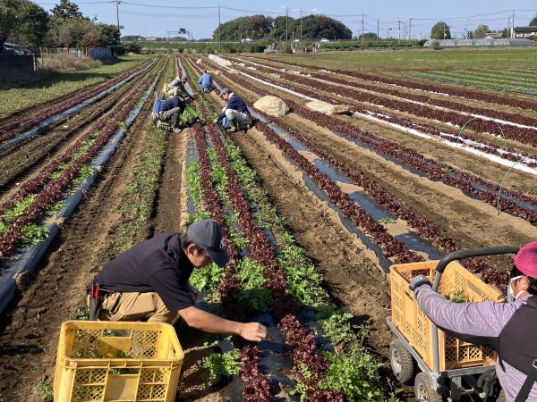 八潮の農家も参加、障がいのある社員が育てた農産物を大手町で販売　3月19日「Otemachi Deliマルシェ」開催