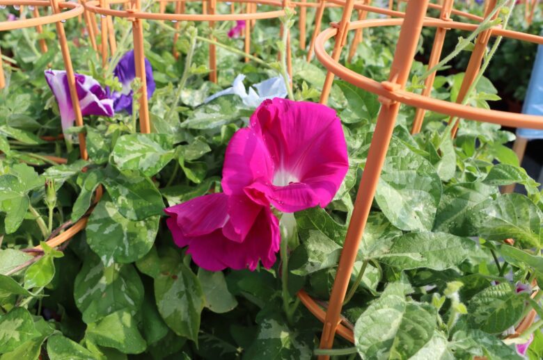草加の夏の風物詩「第44回草加朝顔市」開催へ 丹精込めて育てられた朝顔500鉢を販売