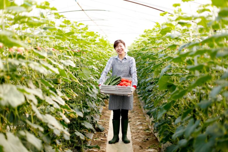野菜の収穫