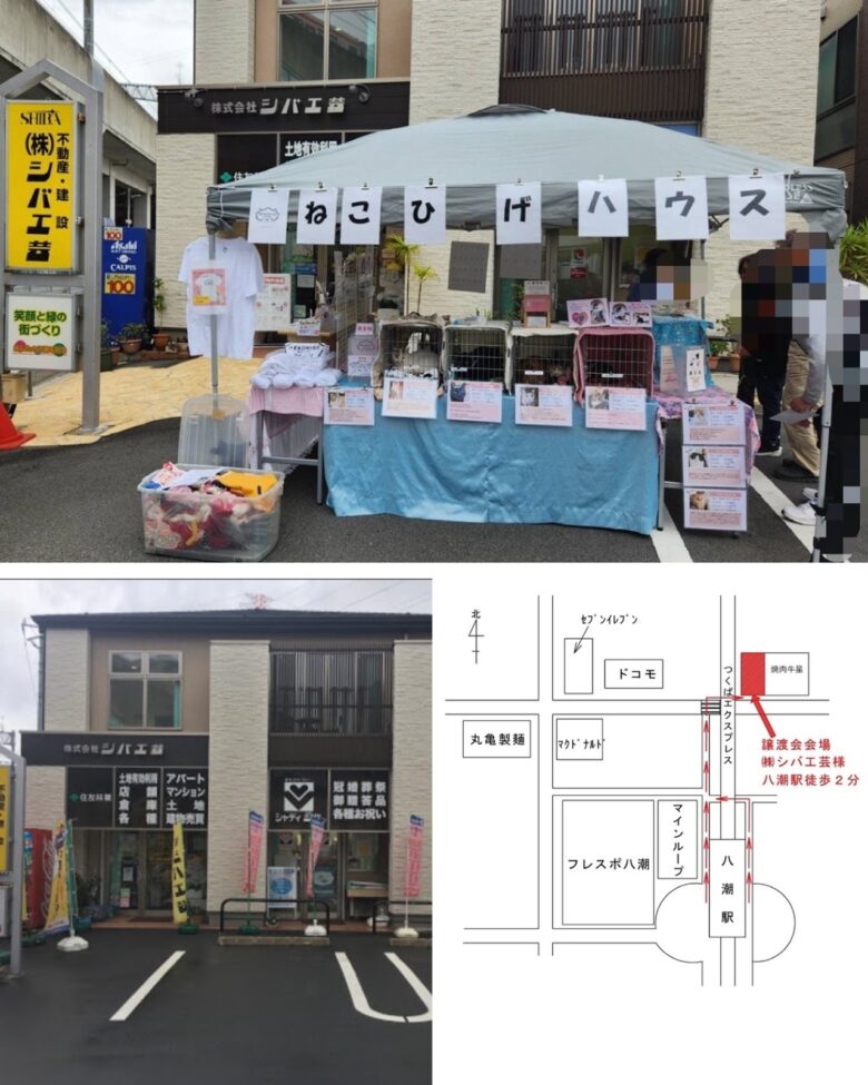 【八潮市】保護猫との出会いとチャリティー販売を楽しもう　5月30日に「ねこひげハウス」譲渡会開催