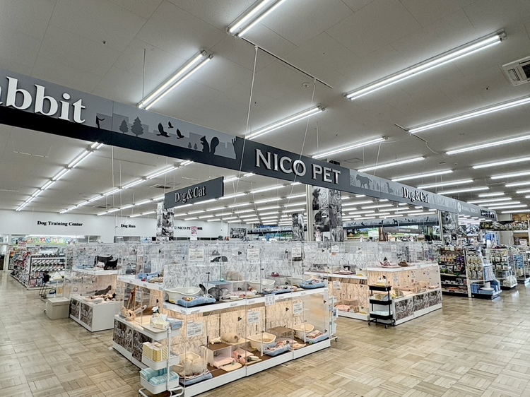 三郷で保護犬猫の出会いの場　5月24日「NICO PET三郷店」で譲渡会開催へ