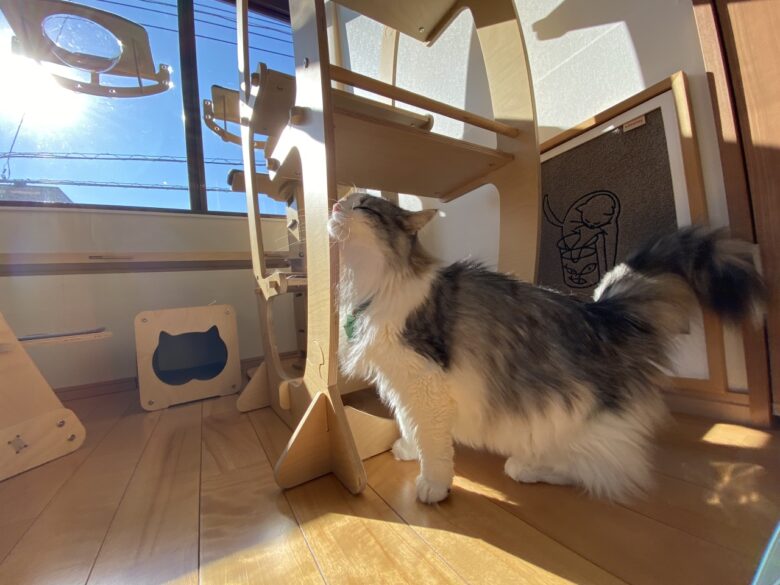 八潮・三郷・草加エリアからも利用可能　猫専門ペットホテル「ネコト®さいたま店」オープン