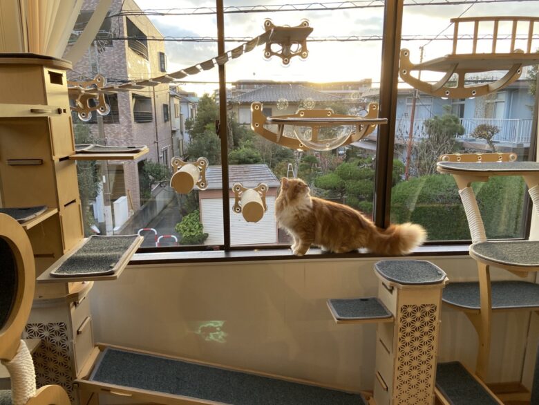 八潮・三郷・草加エリアからも利用可能　猫専門ペットホテル「ネコト®さいたま店」オープン