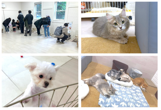 三郷で保護犬猫の出会いの場　5月24日「NICO PET三郷店」で譲渡会開催へ