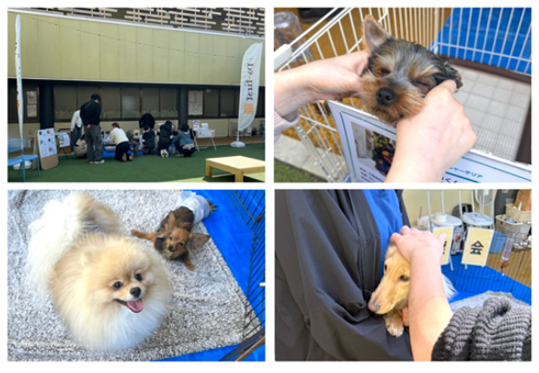 三郷で保護犬猫の出会いの場　5月24日「NICO PET三郷店」で譲渡会開催へ