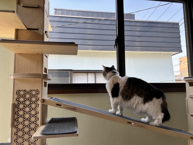 八潮・三郷・草加エリアからも利用可能　猫専門ペットホテル「ネコト®さいたま店」オープン