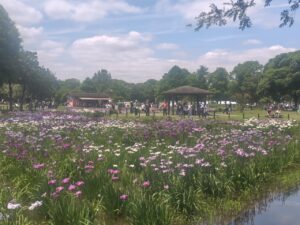 【2026葛飾菖蒲まつり】今週末でフィナーレ！水元公園・堀切菖蒲園で花菖蒲を楽しめる最後のチャンス