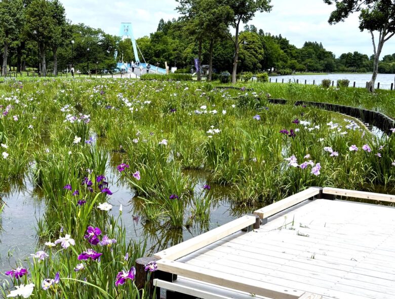【レポート】八潮から気軽に行ける!水元公園で花菖蒲と紫陽花が見頃を迎えています