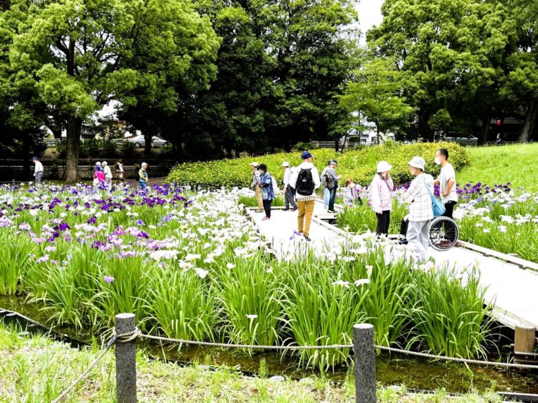 【レポート】八潮から気軽に行ける!水元公園で花菖蒲と紫陽花が見頃を迎えています