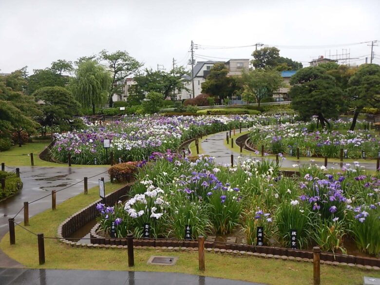 【2026葛飾菖蒲まつり】今週末でフィナーレ!水元公園・堀切菖蒲園で花菖蒲を楽しめる最後のチャンス