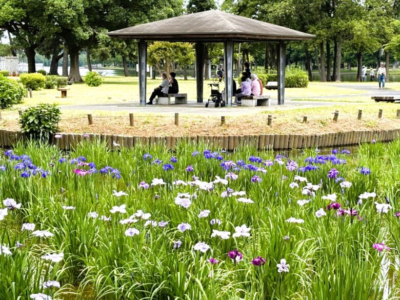【レポート】八潮から気軽に行ける!水元公園で花菖蒲と紫陽花が見頃を迎えています