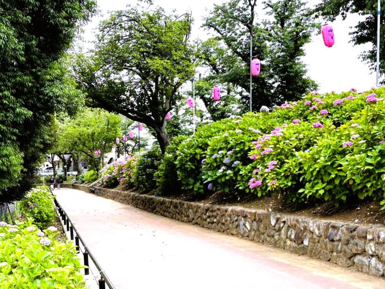 【レポート】八潮から気軽に行ける!水元公園で花菖蒲と紫陽花が見頃を迎えています