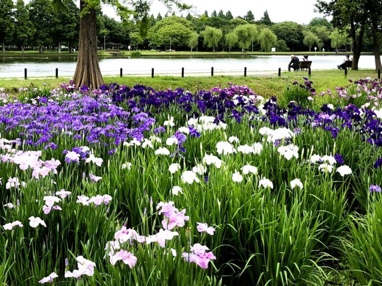 【レポート】八潮から気軽に行ける!水元公園で花菖蒲と紫陽花が見頃を迎えています