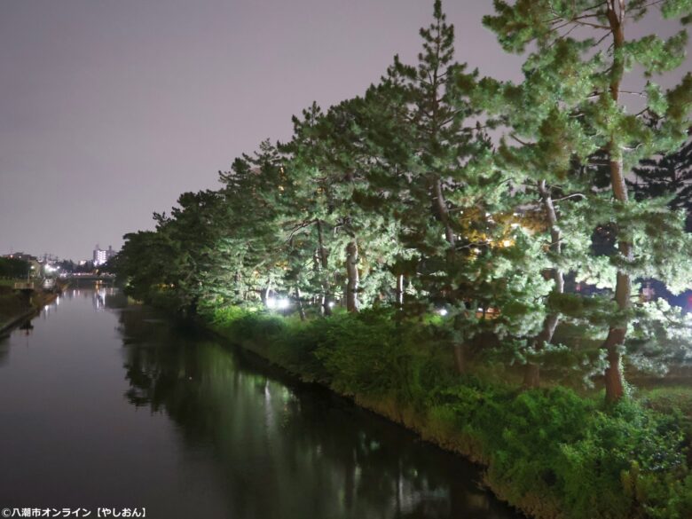 【草加市】第11回「草加松原夢祭り」7月4日・5日開催 幻想的なライトアップと屋台で夏の松並木を満喫