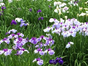 【レポート】八潮から気軽に行ける！水元公園で花菖蒲と紫陽花が見頃を迎えています