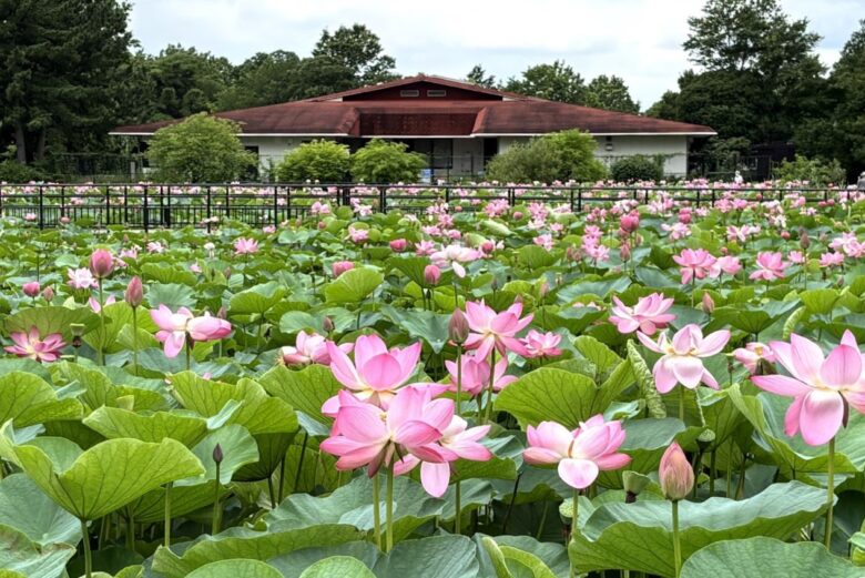 水元公園のハスが見ごろ!例年より早い開花 希少なオニバスやアサザも見逃せません