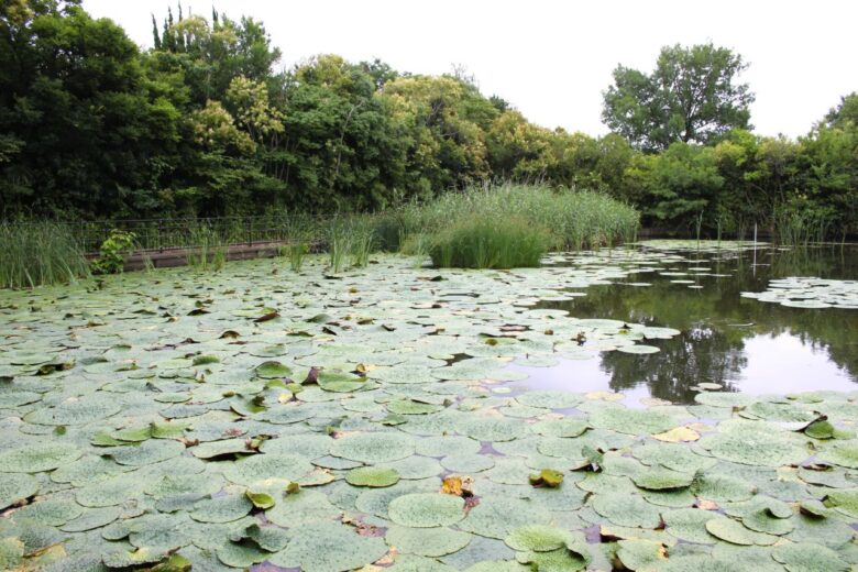 ハス池奥の「オニバス池」7月3日撮影