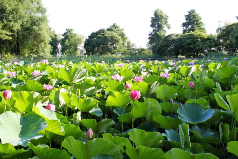 「水生植物園」のハス