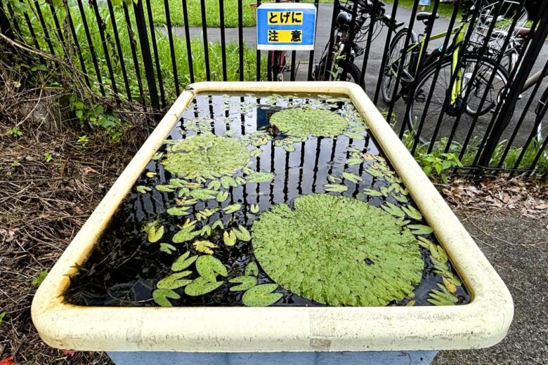 オニバス池の入口付近には、葉に触れられる展示があります。7月3日撮影