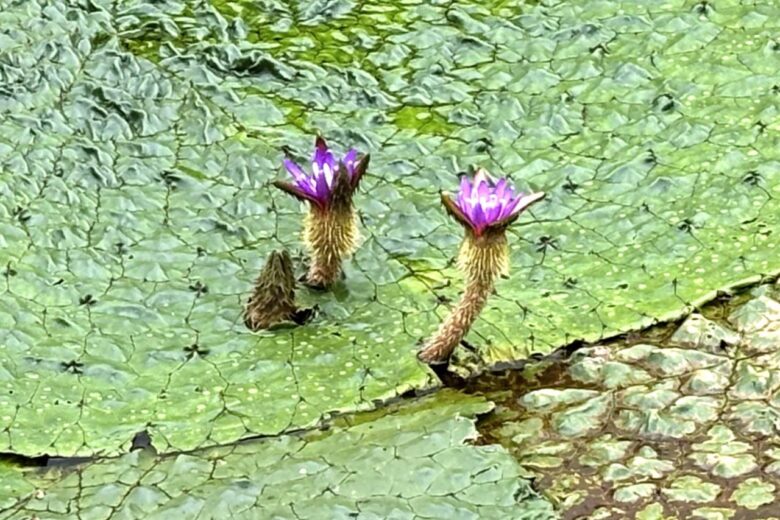 ハス池奥の「オニバス池」7月3日撮影